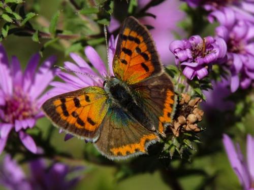 Lycaena phlaeas